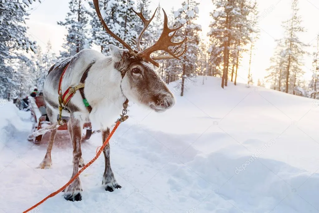 Lapland – Husky Safari – Ren Geyiği Safarisi – Kuzey Işıkları