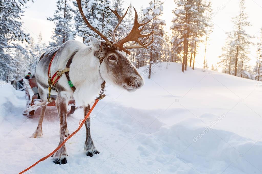 Lapland – Husky Safari – Ren Geyiği Safarisi – Kuzey Işıkları